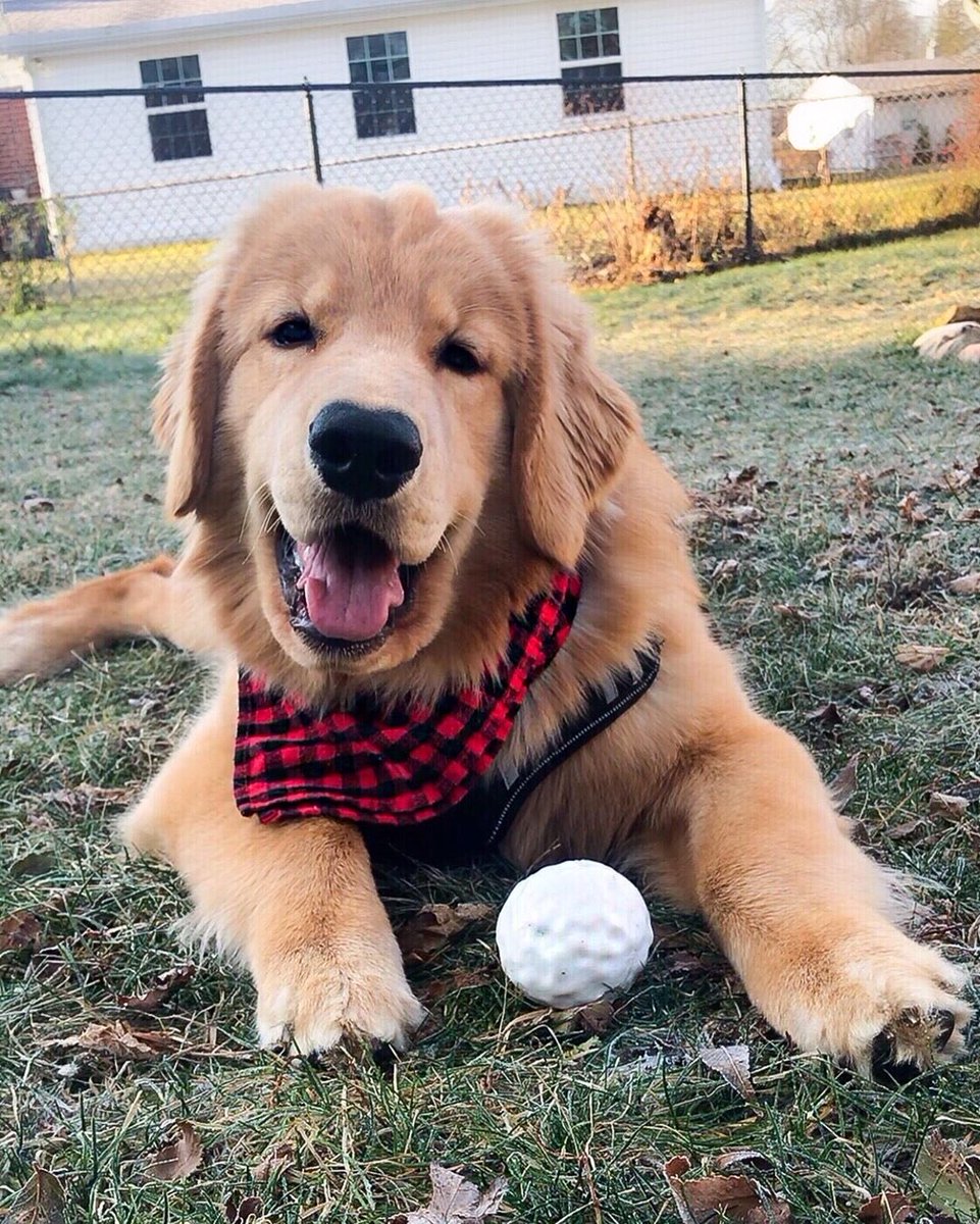 iguzzlepaint's tweet photo. Tucker Budzyn passed away on Wednesday, 2nd September 2026 from Lymphoma cancer’s chemo. Tucker will forever be missed. Our hearts go out to the family. He was only 8 years od. Fuck cancer. https://t.co/i3NjgFFXHB