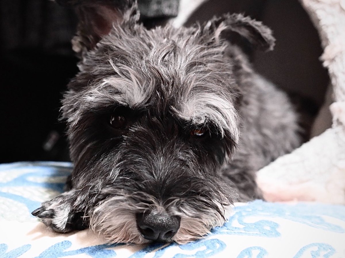 zugmschna's tweet photo. ←眠たい犬   →あくまで眠くない体の犬 https://t.co/BJWnTYUtJa