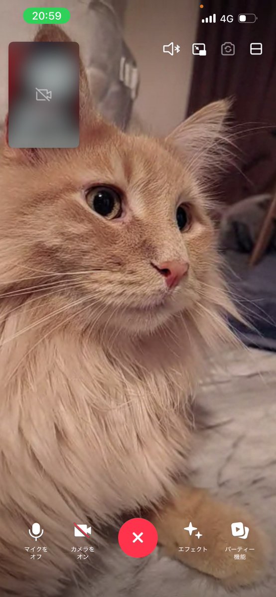 UwKtn's tweet photo. 帰るの遅いからいつもビデオ通話してくれる猫 https://t.co/nJ2Rc46pAi
