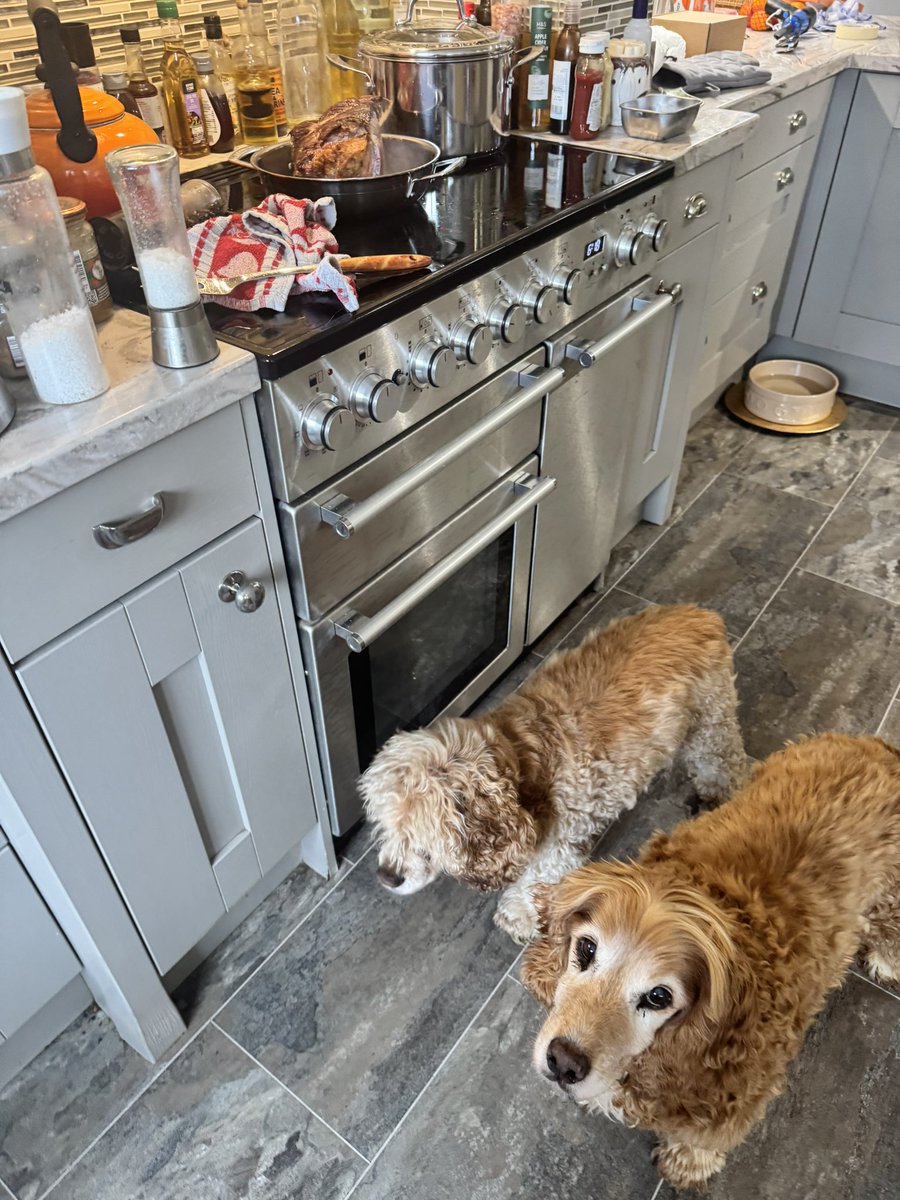 SpanielsSuper's tweet photo. @RosanneMWoods We get one each & gravy with our lunch & #DarlingDexter is coming for lunch so there’s one for him too 👍
We’re hoping Martha doesn’t like #YorkshirePudding 🤞 #MoreForUs https://t.co/zSO1NtQgSq