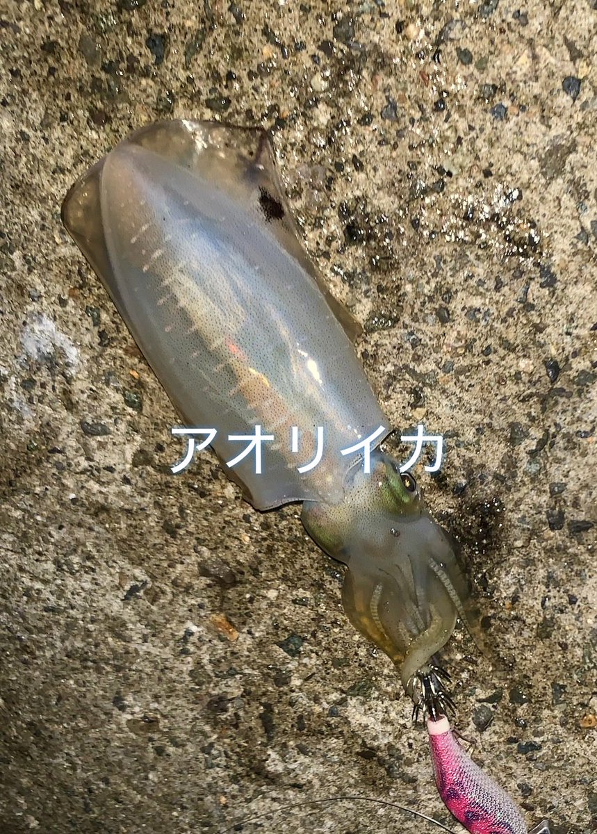 misa_rin_ff14's tweet photo. 今日の釣り
アオリイカ調査🦑

4時台は雨のおかげで貸切状態！1時間で3杯釣れた〜❗️
5時過ぎから人がわんさか集まってきたから撤収💨

いよいよイカのシー��ン始まって嬉しすぎる❤️
ちなみに彼はモンゴウ派からアオリ派に寝返ったもよう

 #エギング #アオリイカ #釣果 https://t.co/d3vKbdtcqW