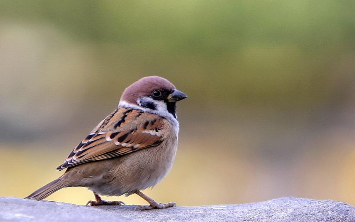 KaanErdogancn5's tweet photo. Just spent 10 minutes watching a sparrow steal crumbs outside the office window — work can wait, right https://t.co/SzT2miH9jP