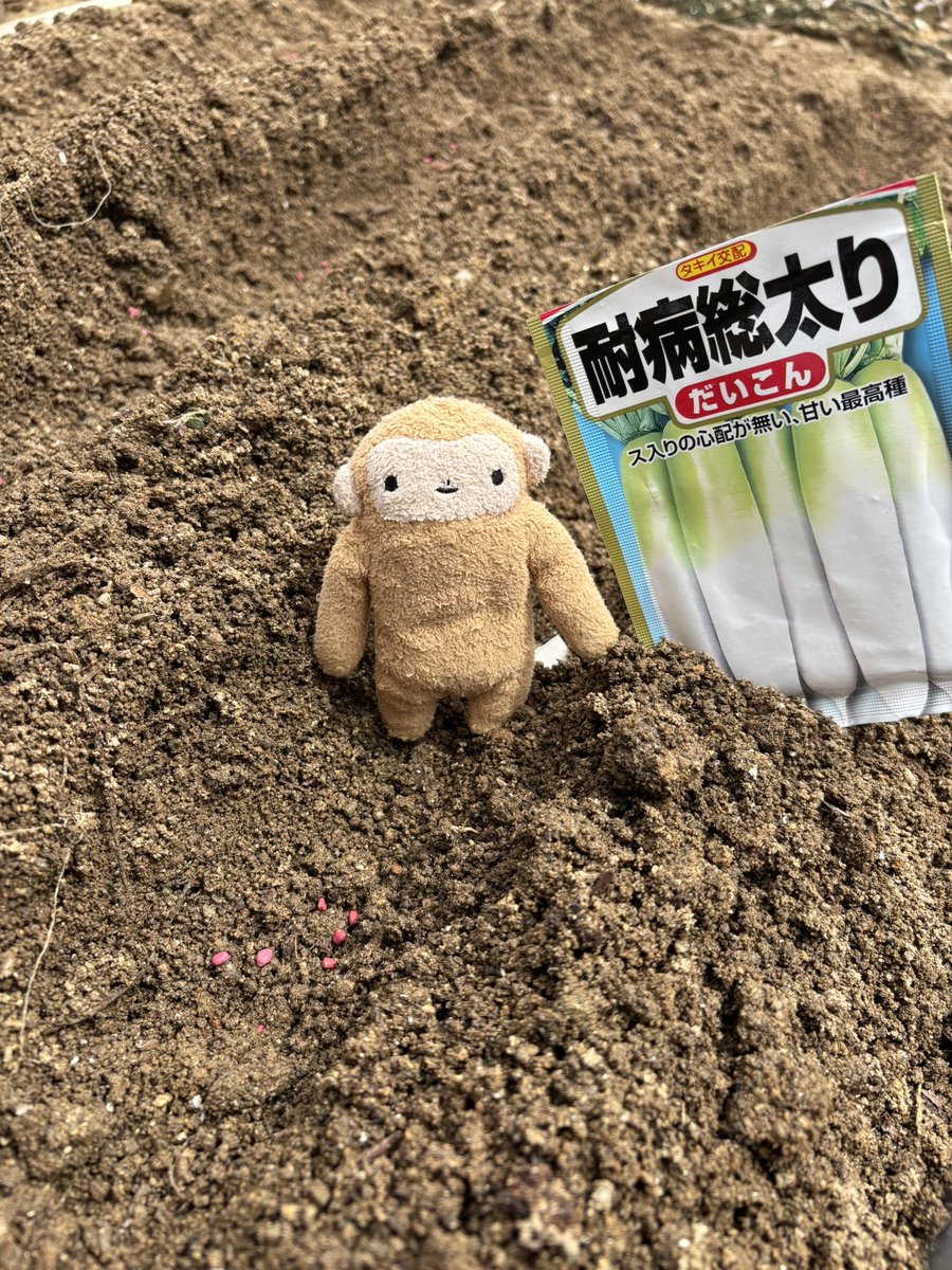 p05bnQC8r0aAUSZ's tweet photo. そろそろ冬野菜を植えていく
大根の種はピンク https://t.co/VhLKcoW9mt