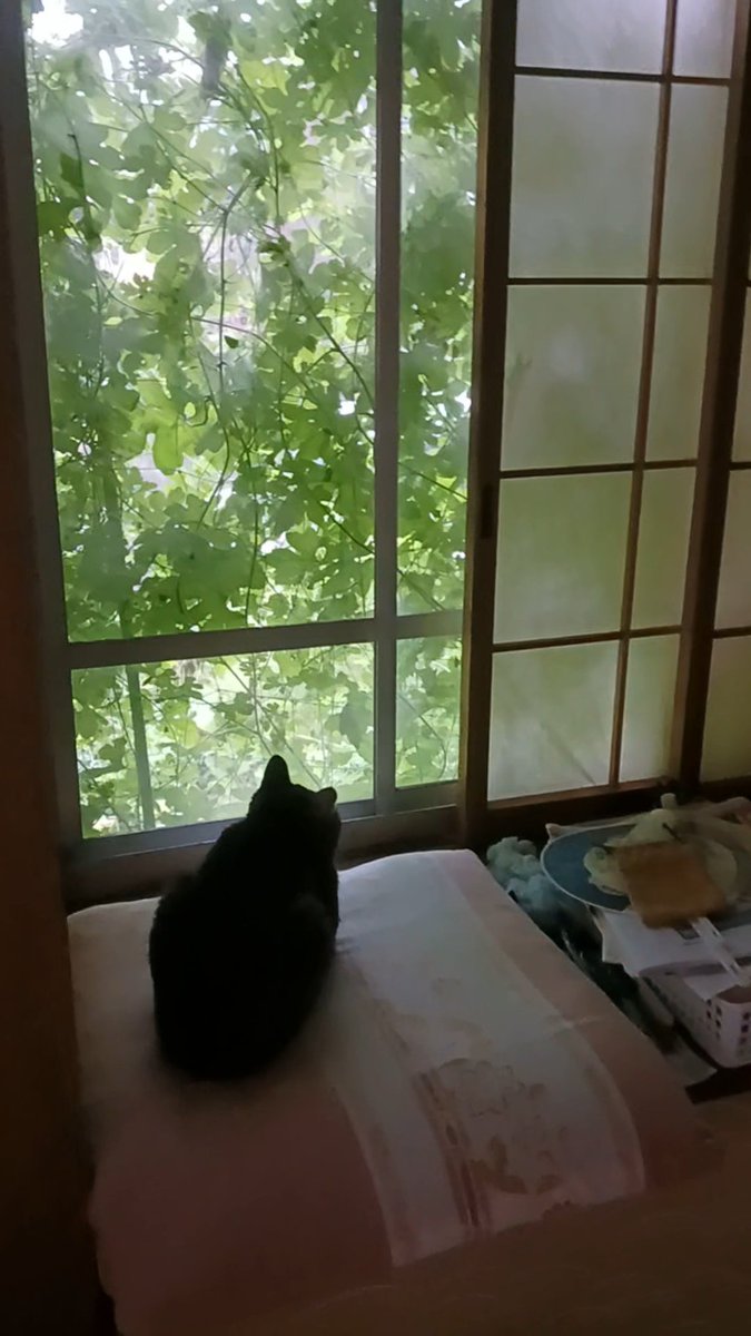 Voini1122's tweet photo. ばあちゃん家のチャッピーはマジでｷｬﾜｲｲ❤️ https://t.co/VcFNVGDrnd