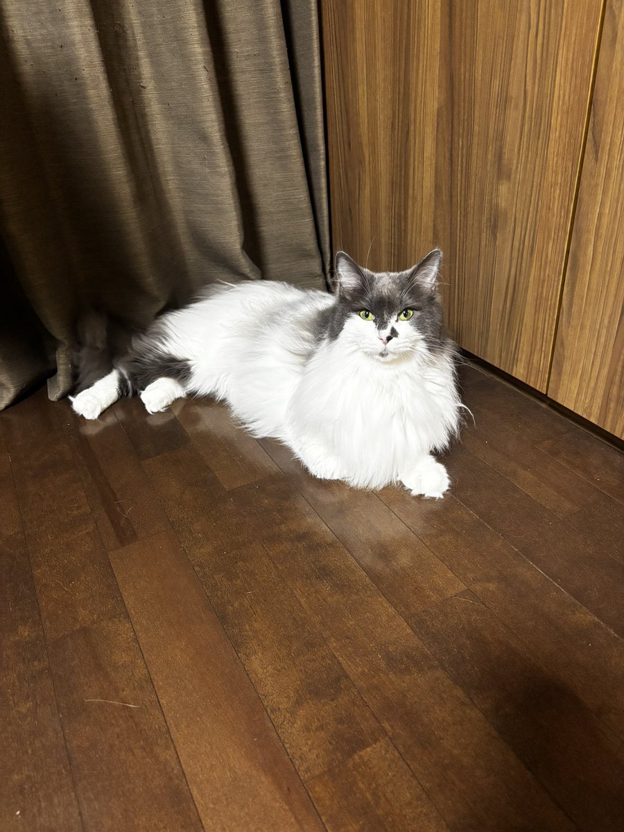 shiramata0322's tweet photo. ロイ様
7歳のお誕生日でございます！
もうシニア猫の年齢ではありますが、いまだに甘えん坊で一緒に眠ってくれてサンキューな！
これからも仲良く一緒に生きていこうな！
#ノルウェージャンフォレストキャット https://t.co/UFlGOJ8QvM