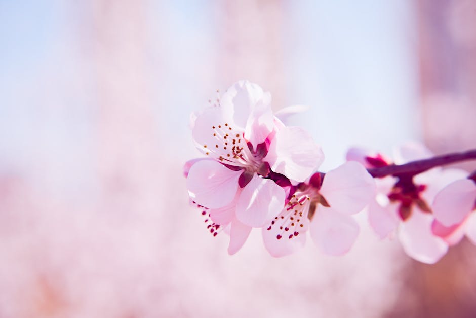 JuleePanila's tweet photo. يزدهر عندما الدفء الحلم الذكريات وعد يخلق في أبدي. noe cartelli🌸 https://t.co/fhCtb0oDT3