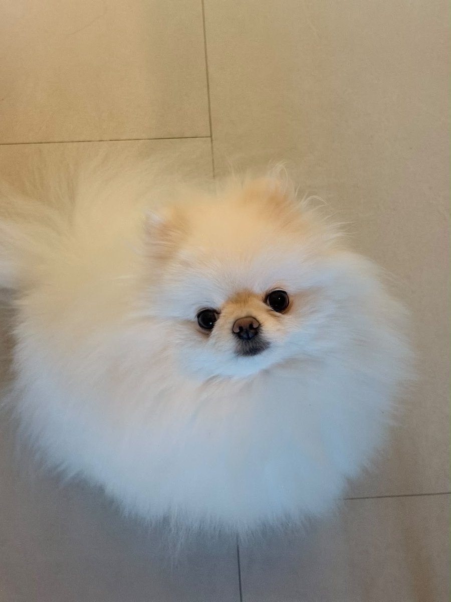 nyuclouds's tweet photo. the CUTEST bundle of joy 🥺 https://t.co/LGeGoUPXay