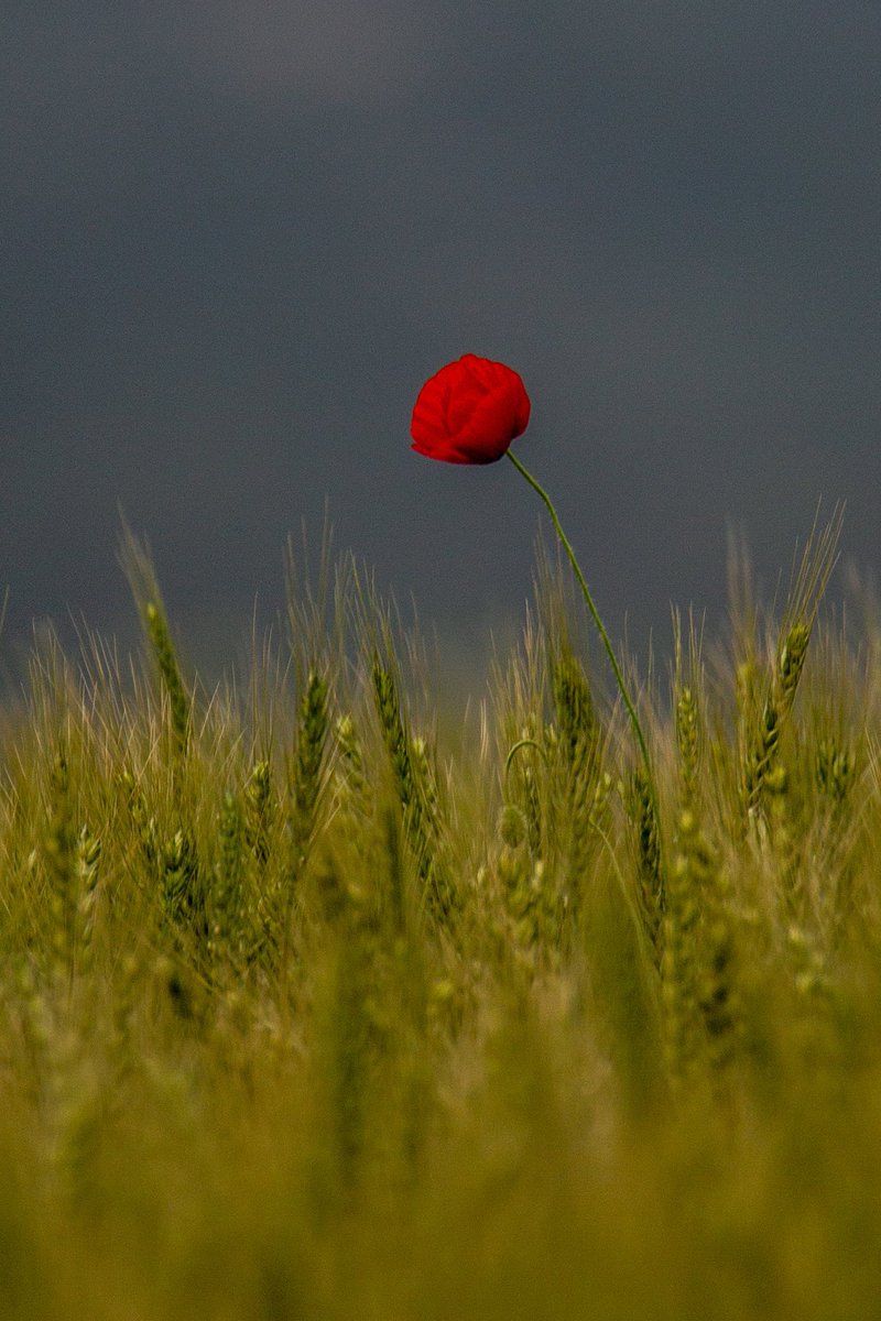 _ffirat's tweet photo. Rûmî der ki;
        bu ince bir hakîkattir.
        neyi seversen o’sun.🕊 https://t.co/aihb4uJ0yE
