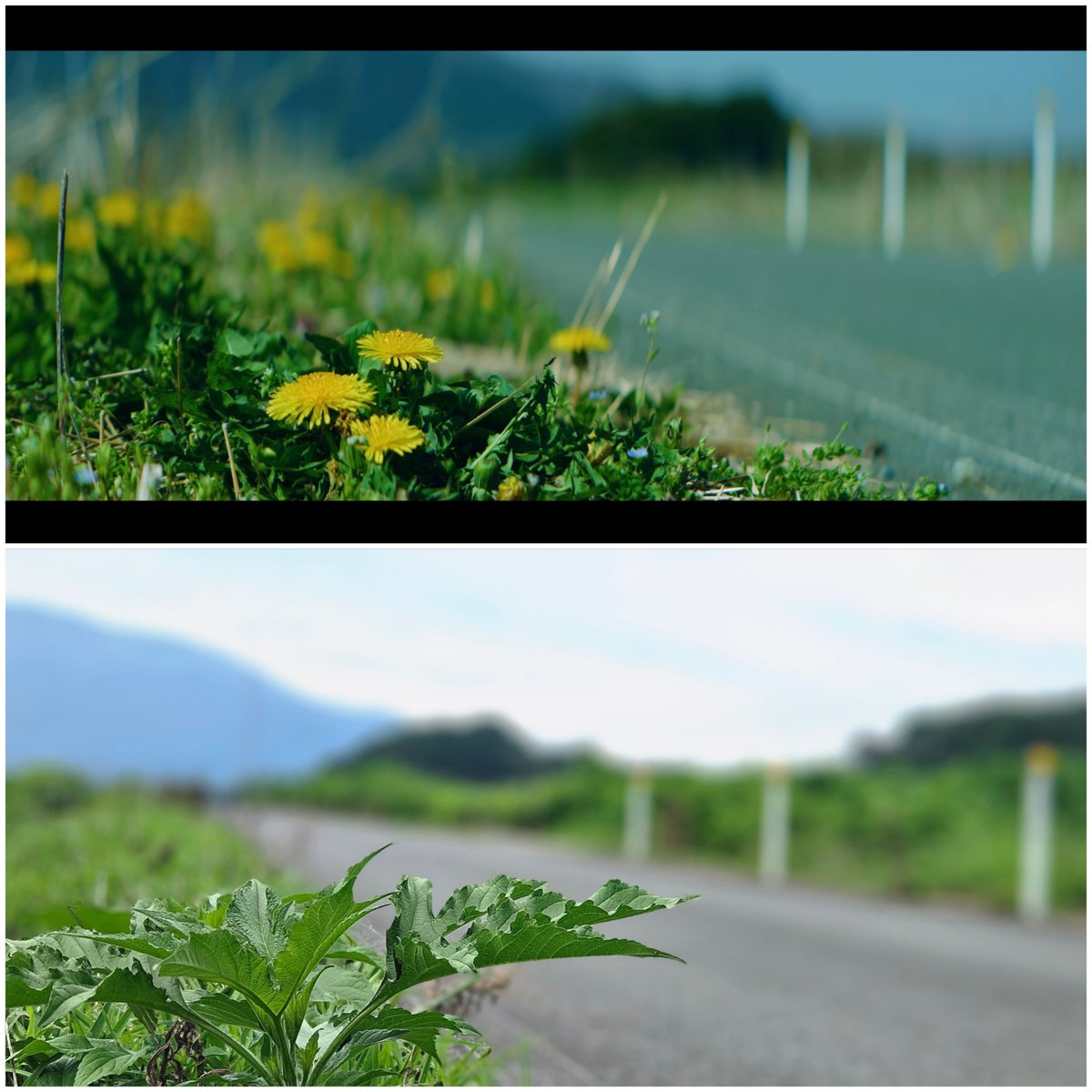 Alpegio_MoreV's tweet photo. 【えのぐみ聖地巡礼部】
今年の8月、#えのぐワンマン万里一空 でラストを飾った神曲「燈し火」MVの聖地巡礼に行っていました。
この機会にぜひMV再生してみてね。
全編通して正確な位置の巡礼をしているポストが見つからなかったので、航空写真とストリートビューで頑張って割り出しました。
#えのぐ https://t.co/pcKiRNERzF