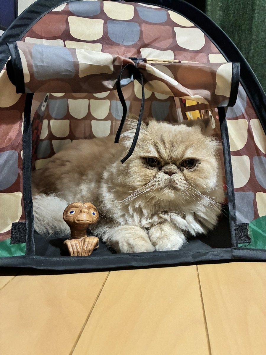 310muck's tweet photo. ⛺️🐾 https://t.co/EEZdxVsa1K