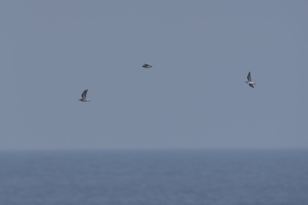 E_thunbergi's tweet photo. #WorldShorebirdsDay 
#世界シギ・チドリの日 https://t.co/4ZCLRWBOtt