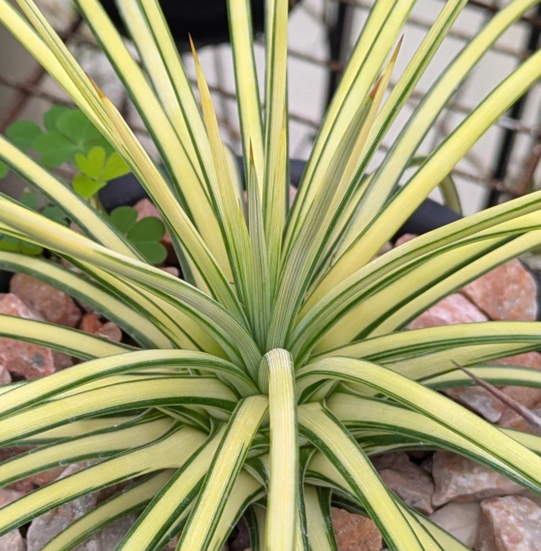 ROUKA plants on X: 