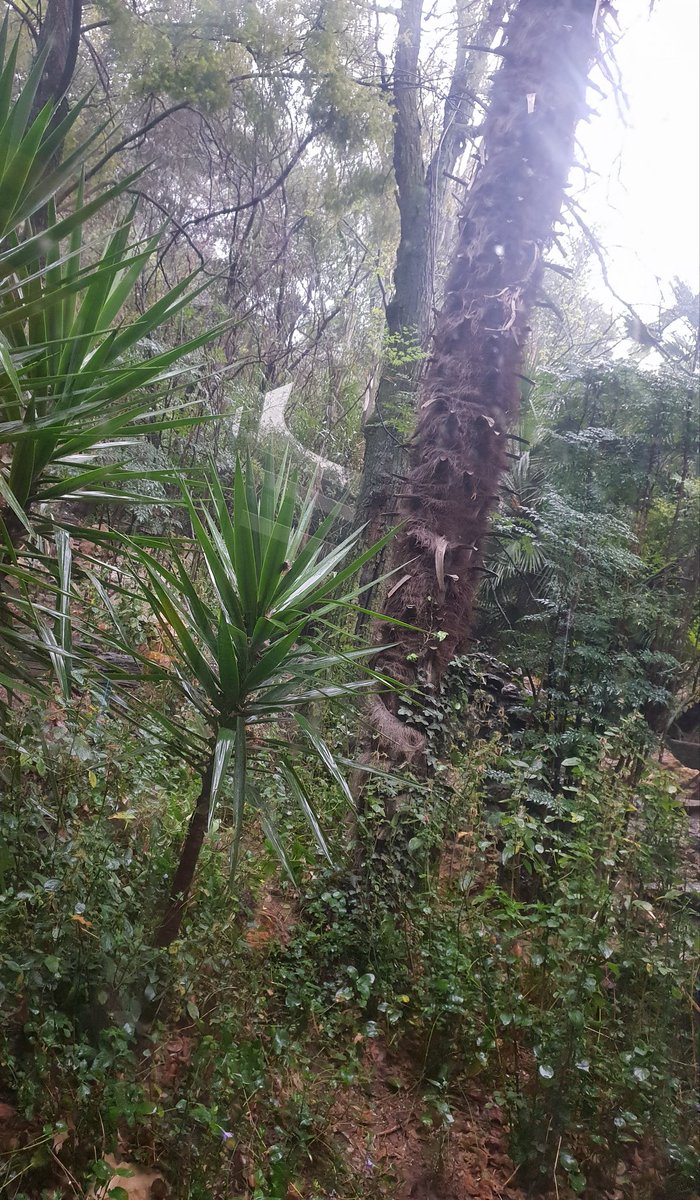 BarneySimon's tweet photo. Wet garden... #WeekendsRock https://t.co/nMxAAa6Wqu