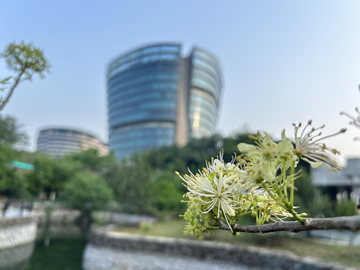 RootedInZoho's tweet photo. Blooming in a quiet corner of our campus,Crateva religiosa — the Sacred Garlic Pear — brings its own quiet charm. 🌿✨ https://t.co/mHt5DTtdIA