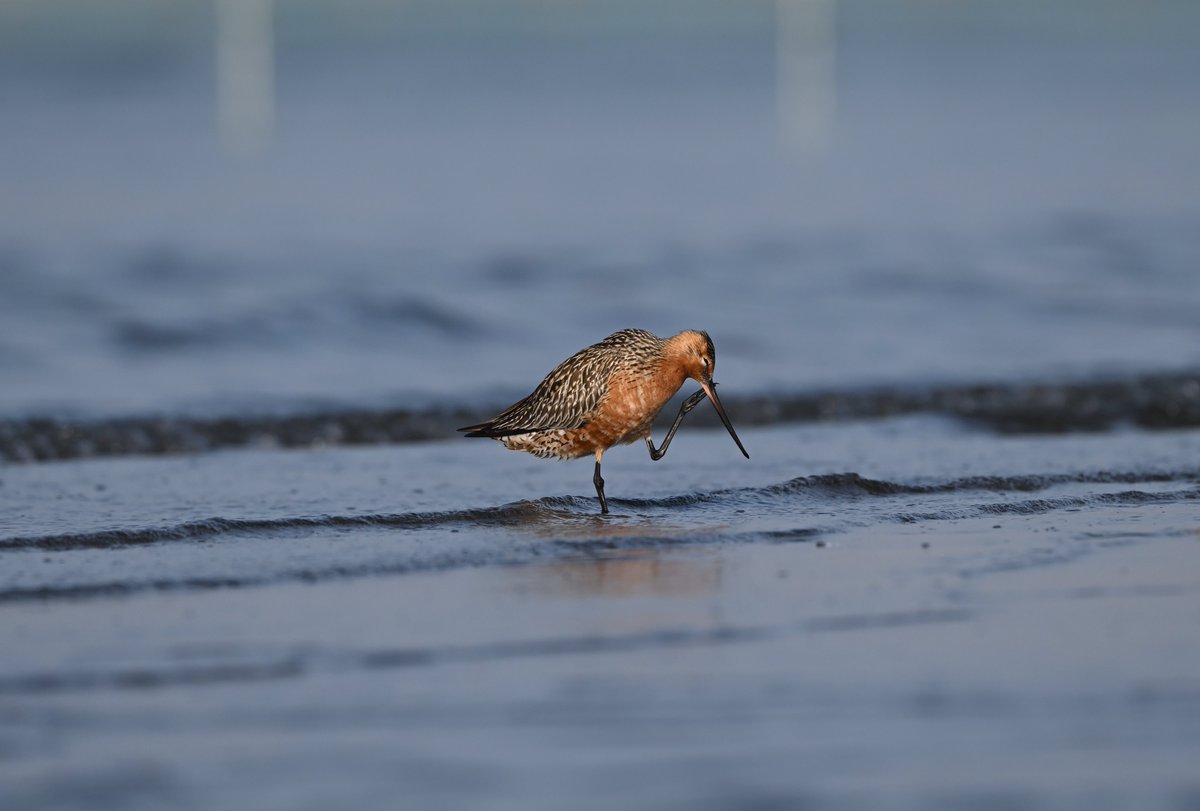 monnyashi's tweet photo. #世界シギ・チドリの日
#WorldShorebirdsDay https://t.co/o1ST8EemZR
