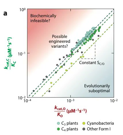 天然rubisco在速率和准确性之间存在功能权衡。(来源:Prywes et al., 2023)