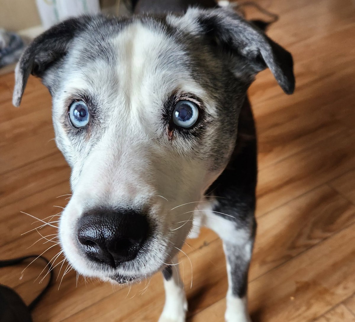 MoMac630's tweet photo. My boy passed away a few weeks ago. Yesterday I dropped a piece of bacon on the floor and for the first time in 14 years no one ran over to get it. I picked it up. Reluctantly. A small piece of bacon, such a huge loss. You would have loved it, Lyle. https://t.co/IDg29IL6eG
