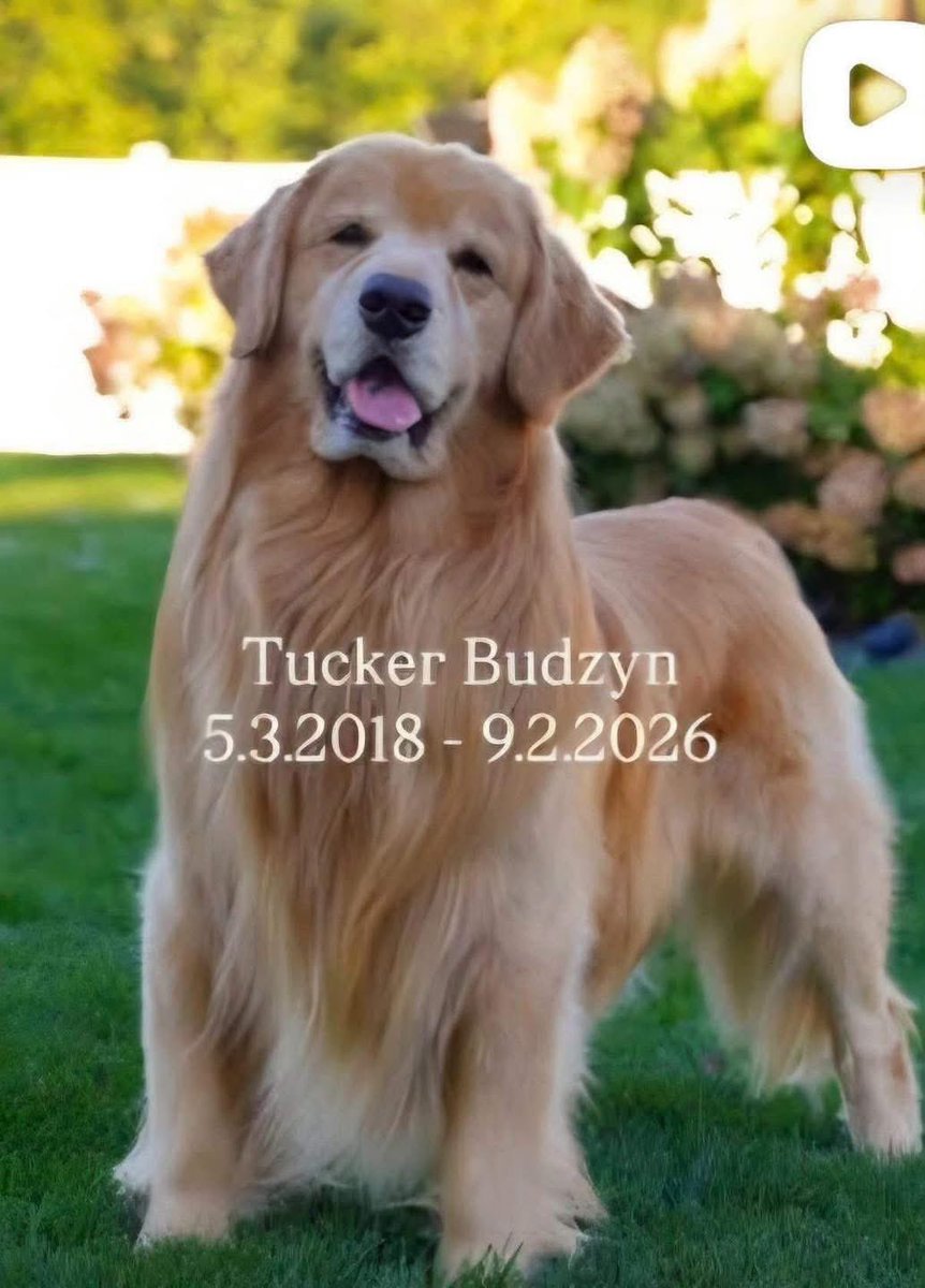 sampson_dog's tweet photo. The world lost a legend @tuckerbudzyn. Our heart breaks for his family and all the people around the world who found joy in his presence. 💔 https://t.co/3MsrouwbNP