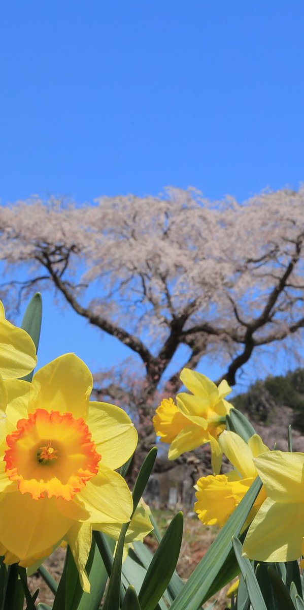 FinderLock's tweet photo. 水仙と桜
#TLをお花でいっぱいにしよう #Photo https://t.co/Z4ALGXKOY9