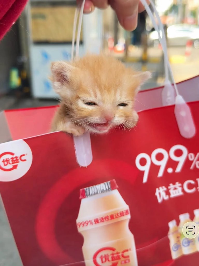 BestOfMeow's tweet photo. https://t.co/g5ehR0inT7