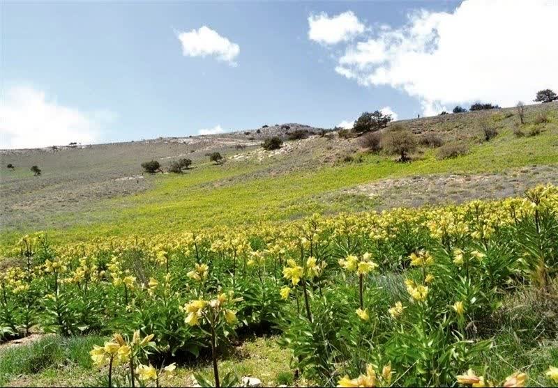 helmaghazavi123's tweet photo. دشت لاله های واژگون خمبی یکی دیگر از جاذبه های گرمه است. عمر این گیاه بسیار کوتاه است. گل‌دهی آن از اوایل اردیبهشت آغاز می‌شود و در فصل بارش پایان می یابد. وسعت دشت، سه هزار و ۴۰۰ هکتار است که از جاذبه های گردشگری این منطقه است
#سرزمین_گنجینه_فرهنگ
#گرمه_گنجینه_فرهنگ https://t.co/jFKFCI18As
