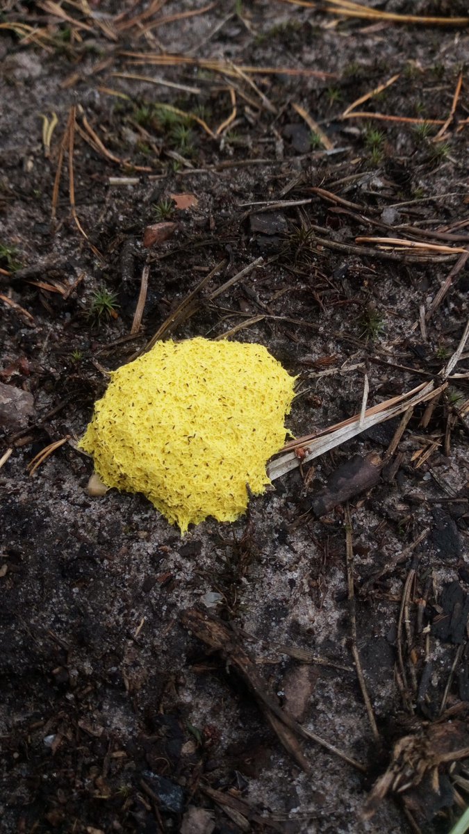 LX8111's tweet photo. #SundayYellow and #SlimeMoldSunday. #GelbeLohblüte #FuligoSeptica #DogVomitSlimeMold #Schleimpilz #SlimeMold https://t.co/dnUS2ZEe7v