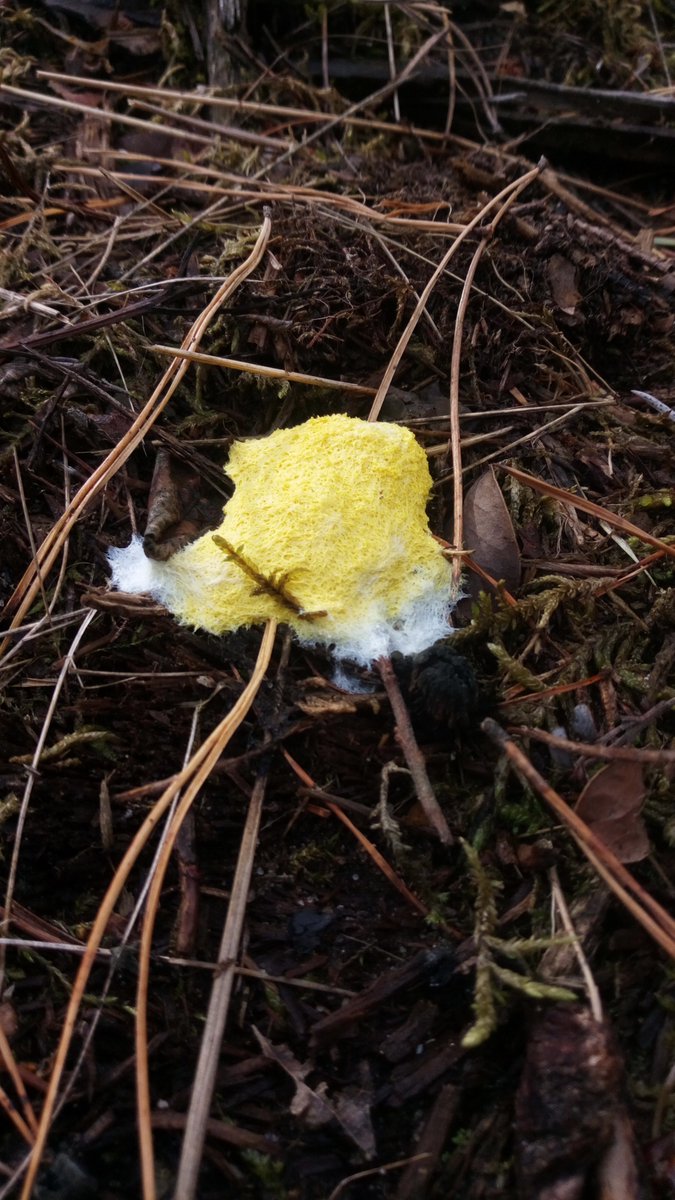 LX8111's tweet photo. #SundayYellow and #SlimeMoldSunday. #GelbeLohblüte #FuligoSeptica #DogVomitSlimeMold #Schleimpilz #SlimeMold https://t.co/dnUS2ZEe7v