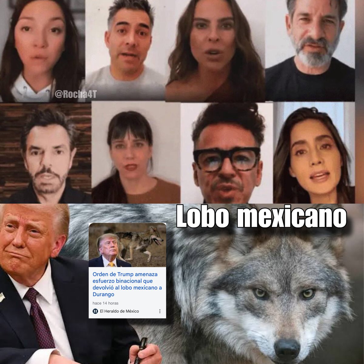 Rocha4T's tweet photo. ¿Alguien sabe si los “ambientalistas” de Televisa ya se opusieron a que Trump quiere retirar protección del lobo mexicano y del lobo gris para permitir cazarlos en "apoyo a ganaderos de EU"? 

No me digan que nada más se rentaron para golpear a la 4T, y el ambiente les vale madre.

¡INFELICES!