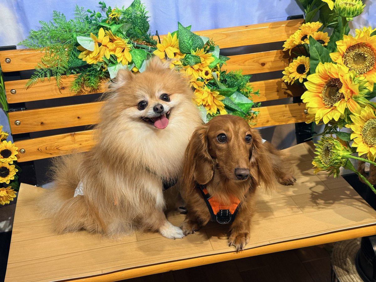 VenusStyleNagai's tweet photo. 今日は雨でも遊べるワンコのための場所へ🐶
ずーーーっと他の子や飼い主さんに挨拶しまくって撫でまくられてるルリと
ドッグランなのにランせず私と夫から離れないララ
性格が真逆で愛おしい https://t.co/2hhSHwANU1