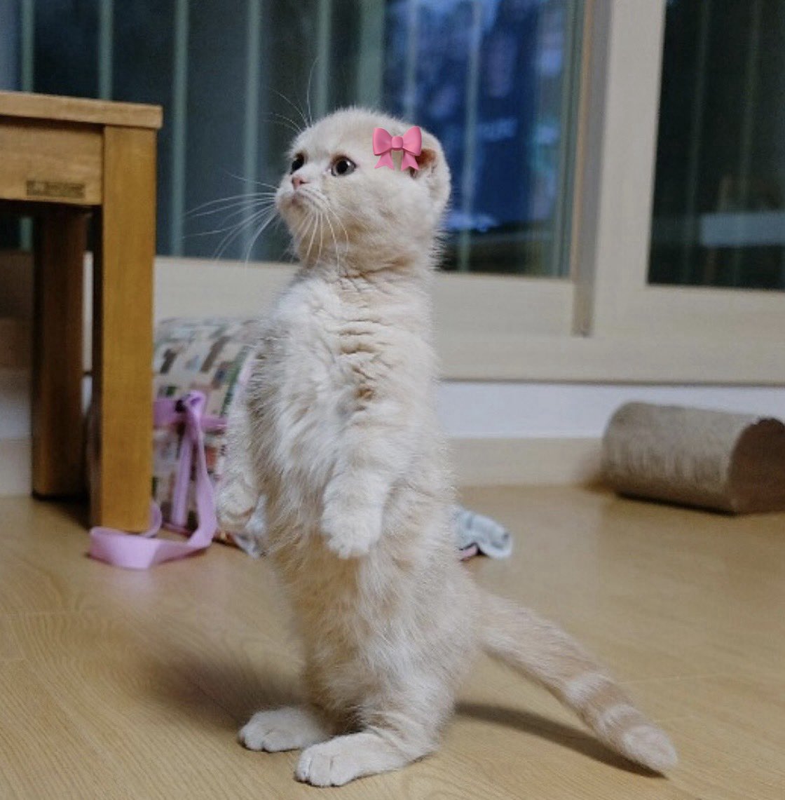 mugwansim0303's tweet photo. i see no difference 🐱🎀
SERVING MATCH POINT 7TH EP
#MatchPointSeriesEP7 https://t.co/bpV72nOL3k