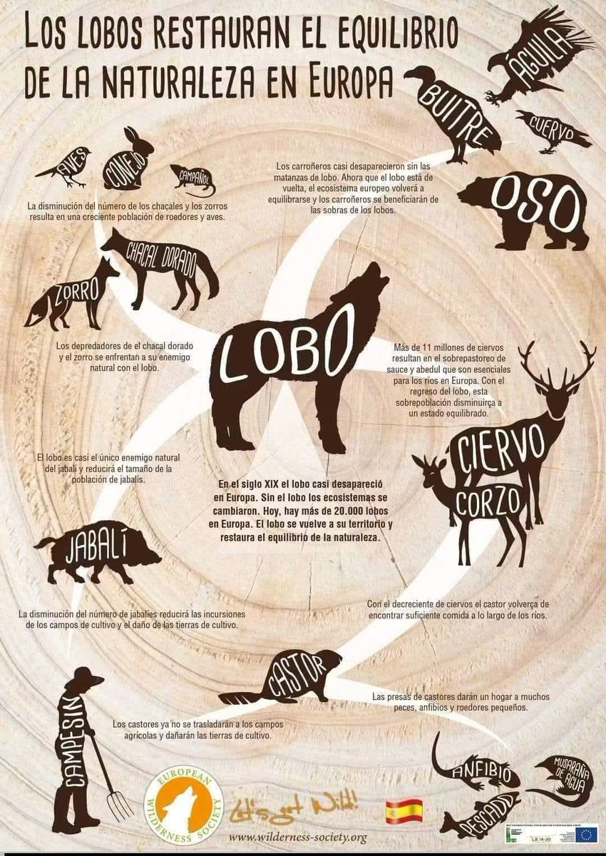 TSapiencial's tweet photo. El lobo restaura y equilibra la naturaleza.
Son los encargados de equilibrar el número de ciervos, jabalies, corzos, cabras montesas, zorros, castores, conejos, etc. de un lugar determinado, minimizando los daños y enfermedades que puedan ocasionar éstos https://t.co/Y9cML01Fmq