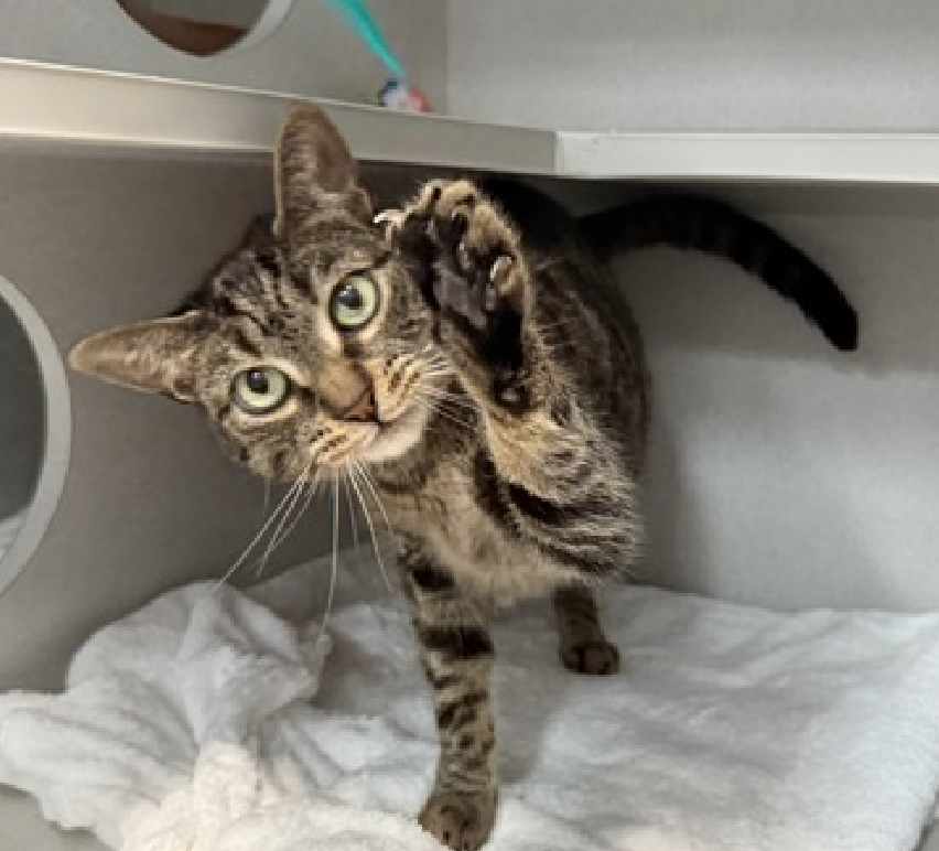 JLthekid9999's tweet photo. 🆘🆘 BEAU (ID 119182), 5 YO, MALE –  IN MANHATTAH ACC - came into the shelter as an aco - owner surrender on 6/28/2026, with the surrender reason stated as animal behavior - aggressive towards people.    🆘🆘 😿 😿 😿 😿

➡️TBD 9/8/26

➡️ TOO LOW ON PLEDGES TO STIMULATE RESCUE INTEREST

➡️🆘🆘 10TH Chance on Emergency Placement List – 10 TIMES IS ALMOST UNPRECEDENTED – AND SHELTER AT CAPACITY - ALL HANDS ON DECK - NOW IS THE TIME TO ACT/HELP BEAU - HIGHEST EU/SILENT KILL RISK- VERY LIKELY LAST CALL🆘🆘 😱🔥🔥😱

➡️ 71 DAYS IN SHELTER – TOO LONG – TIME IS RUNNING OUT

➡️ BEAU IS ON THE EPL FOR BEHAVIORAL REASONS - Although he is displaying social behaviors in the shelter, Beau does have a multiple bite and scratch history in his previous home. It would be in his best interest to move out of the kennel environment and into a stable home as quickly as possible. This designation often means that the cat will be given very little time for rescue/foster/adoption.🔥🔥🔥🔥

What my friends at ACC say about me: I would appreciate slow introductions to new people and places to help me feel safe. I love to be loved, but on my own terms! Let's brush up on some feline body language together! Beau is at the front of the kennel, leaning against the door to solicit attention as the assessor approaches. When the kennel door is opened, he immediately comes forward to greet the assessor with soft head bunts. Beau allows and leans into all petting, occasionally tail flicking but not escalating with extended petting. He calmly walks out of the kennel and is easily picked up, remaining calm when held and continuing to tolerate all further attention when placed back into the kennel. Beau interacts with the observer, solicits/ appreciates attention, is easy to handle and tolerates all petting. We recommend that Beau go to a home with some cat experience preferred and be well counseled in rough play, new home adjustment, and overstimulation. ❤️ 😻❤️ 😻❤️ 😻

NEEDS OUT OF SHELTER ASAP –

Please RT or pledge, if you can, to save this little one.

@AdamsPaulGrimke

💔😿🙏Thank you