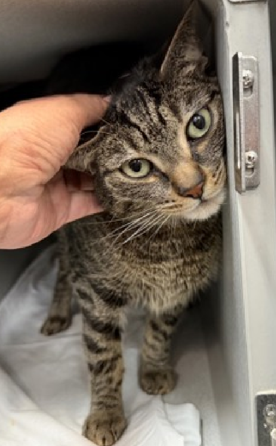 JLthekid9999's tweet photo. 🆘🆘 BEAU (ID 119182), 5 YO, MALE –  IN MANHATTAH ACC - came into the shelter as an aco - owner surrender on 6/28/2026, with the surrender reason stated as animal behavior - aggressive towards people.    🆘🆘 😿 😿 😿 😿

➡️TBD 9/8/26

➡️ TOO LOW ON PLEDGES TO STIMULATE RESCUE INTEREST

➡️🆘🆘 10TH Chance on Emergency Placement List – 10 TIMES IS ALMOST UNPRECEDENTED – AND SHELTER AT CAPACITY - ALL HANDS ON DECK - NOW IS THE TIME TO ACT/HELP BEAU - HIGHEST EU/SILENT KILL RISK- VERY LIKELY LAST CALL🆘🆘 😱🔥🔥😱

➡️ 71 DAYS IN SHELTER – TOO LONG – TIME IS RUNNING OUT

➡️ BEAU IS ON THE EPL FOR BEHAVIORAL REASONS - Although he is displaying social behaviors in the shelter, Beau does have a multiple bite and scratch history in his previous home. It would be in his best interest to move out of the kennel environment and into a stable home as quickly as possible. This designation often means that the cat will be given very little time for rescue/foster/adoption.🔥🔥🔥🔥

What my friends at ACC say about me: I would appreciate slow introductions to new people and places to help me feel safe. I love to be loved, but on my own terms! Let's brush up on some feline body language together! Beau is at the front of the kennel, leaning against the door to solicit attention as the assessor approaches. When the kennel door is opened, he immediately comes forward to greet the assessor with soft head bunts. Beau allows and leans into all petting, occasionally tail flicking but not escalating with extended petting. He calmly walks out of the kennel and is easily picked up, remaining calm when held and continuing to tolerate all further attention when placed back into the kennel. Beau interacts with the observer, solicits/ appreciates attention, is easy to handle and tolerates all petting. We recommend that Beau go to a home with some cat experience preferred and be well counseled in rough play, new home adjustment, and overstimulation. ❤️ 😻❤️ 😻❤️ 😻

NEEDS OUT OF SHELTER ASAP –

Please RT or pledge, if you can, to save this little one.

@AdamsPaulGrimke

💔😿🙏Thank you