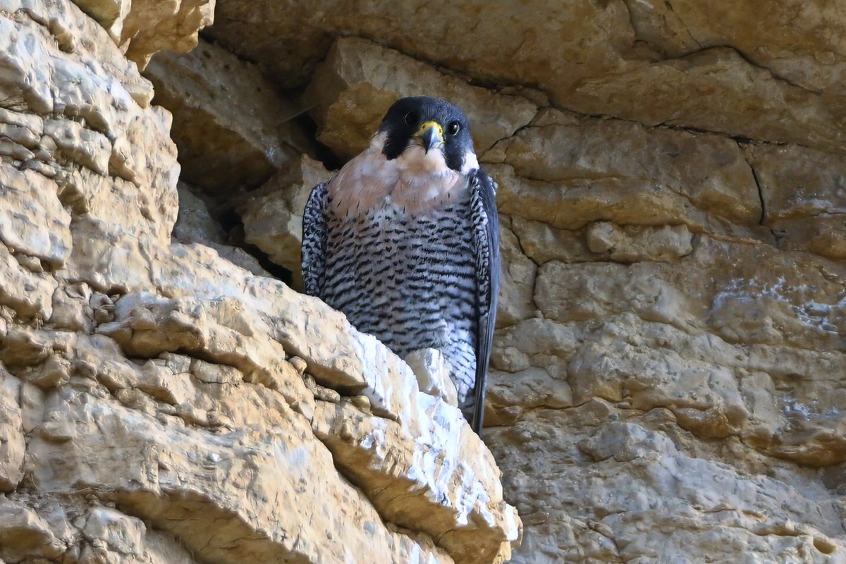 bomberburnside's tweet photo. Female peregrine from this morning. https://t.co/G1kgk5hRjt