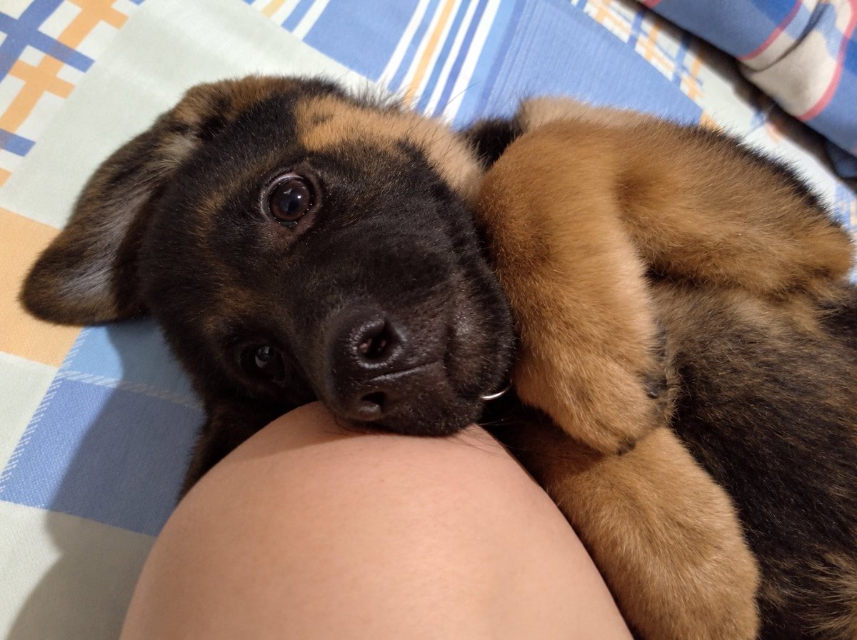 MrSehunx's tweet photo. Un año sin Isabellita. Su recuerdo sigue intacto entre nosotras, con la certeza y la paz de que en algún lugar del firmamento ya se encontró con mi papá para seguir compartiendo esos paseos que tanto disfrutaban. 🤍 https://t.co/qjAzaqakTi