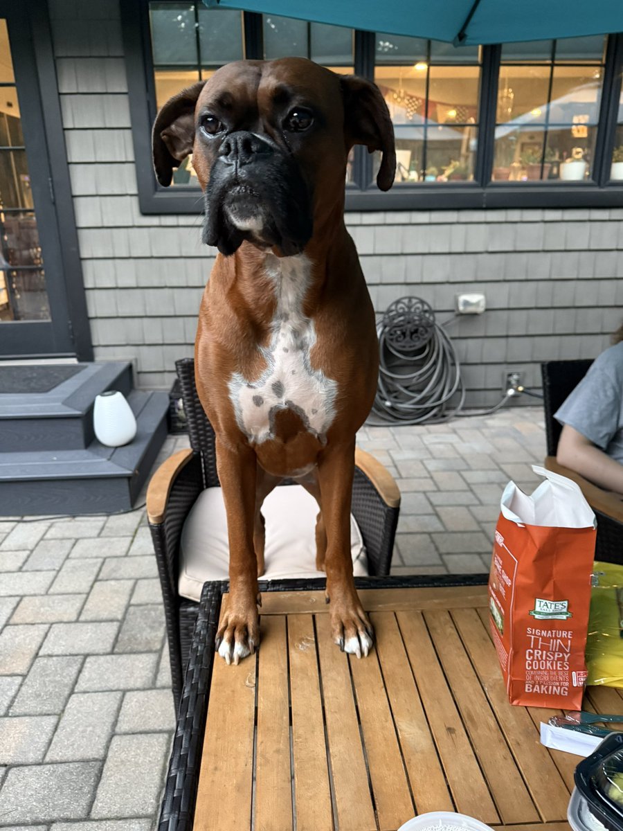 inntothenight's tweet photo. Nope I’m not trying to steal a cookie, just looking around
#boxerpuppy #boxerdogs #boxerlife
#boxerlovers #boxersrock #boxersoftwitter #boxerdogsoftwitter #dogsoftwitter #dogsofx https://t.co/sYJCXckmhm