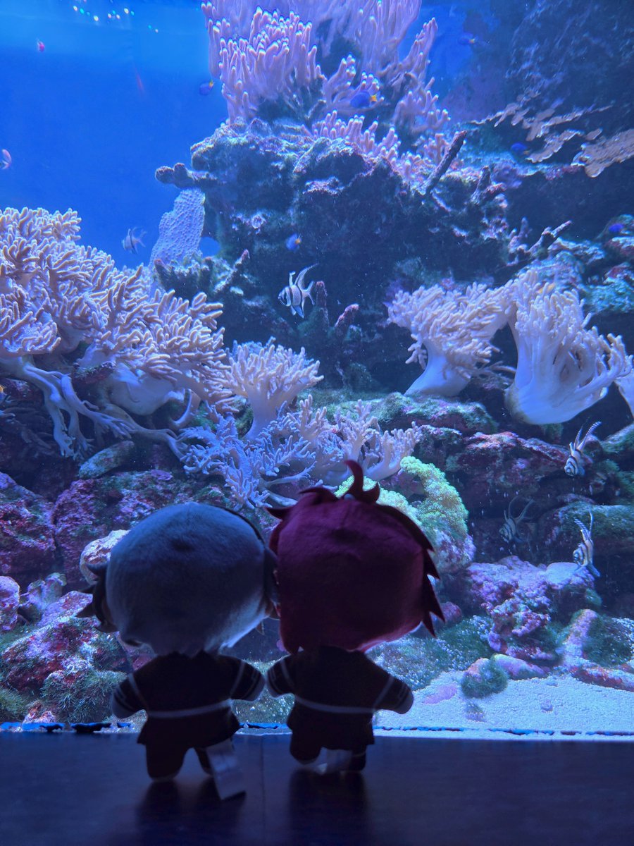 thateviltwink's tweet photo. 水族館デート　#ハンドラ https://t.co/KV7EtfNhbZ