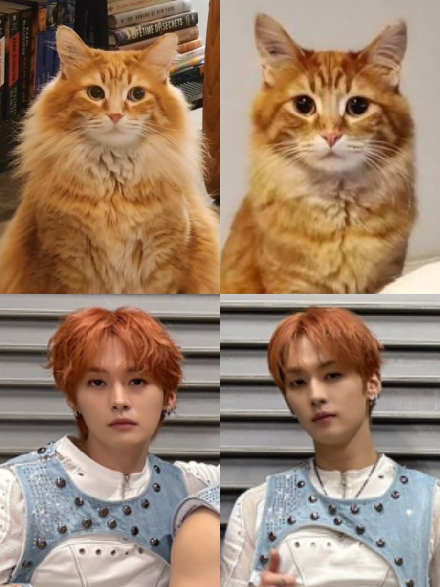 staysday6's tweet photo. goodbye fluffy ginger kitty... https://t.co/CY93WHNUyN