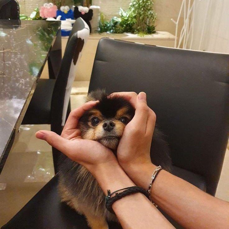 taehyvngpics's tweet photo. Happy birthday, our precious Tannie. 🐾💜
Even though you’re now running among the stars, your little paws left the sweetest footprints in our hearts. You will always be loved, always remembered, and forever a precious part of Taehyung’s story.  ✨

#ForeverLovedYeontan https://t.co/g1SqDFwcOd