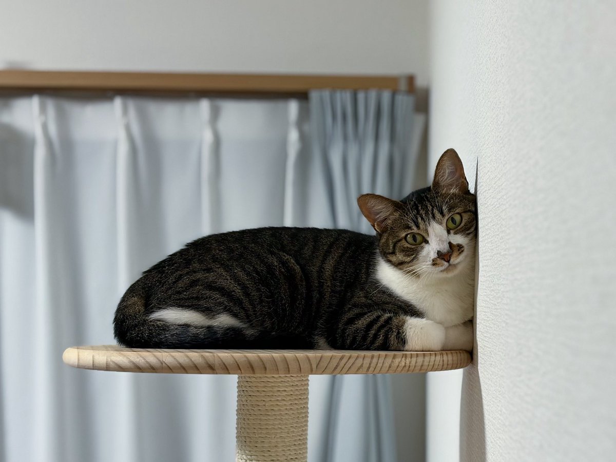 glustar's tweet photo. 今日の壁寄りかかり猫です
#EverydayNyanPhoto https://t.co/JpyU43yziA