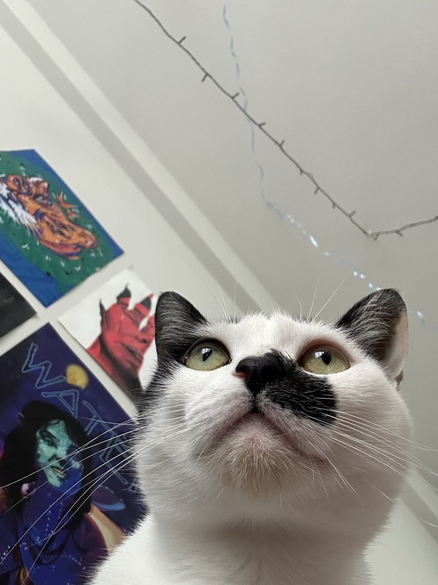 4imeudeus's tweet photo. miau do bom dia passando pelo seu tt
pare e dê um bom dia pro miau e tenha um bom dia https://t.co/4fhzYsztIh