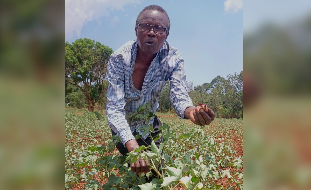 allafrica's tweet photo. Cotton Revival In Busia - Hope Grows Amid Small Farms, Dry Spells And … https://t.co/QrKUhdmBRt #Angola #AfricaMadeIt #CottonToCloth https://t.co/FuwOsILsQS