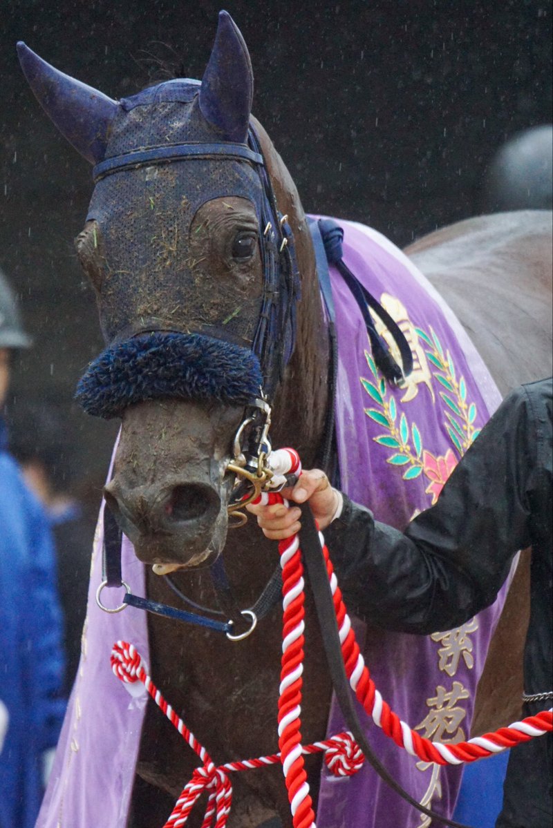 arudan_n's tweet photo. 開幕週でもここまで雨が降ると3歳牝馬には過酷な馬場だったかな。それをまだ浅いキャリアでもこなしたんだからあらためて良馬場での切れ味を見てみたい。
#マスターソアラ 
#紫苑ステークス 
#紫苑S https://t.co/GPWluDWAkM
