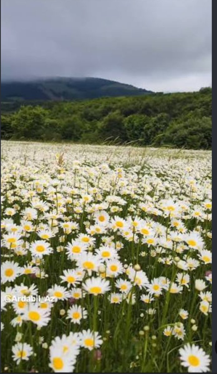 goodarzi_h75753's tweet photo. گل های بابونه در طبیعت زیبای روستای دشت شهرستان گرمه 
#سرزمین_گنجینه_فرهنگ
#گرمه_گنجینه_فرهنگ https://t.co/V1ZhpRxAjM
