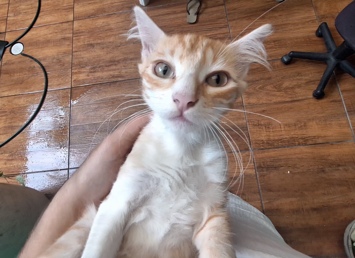 Tuquinhoooo's tweet photo. Opa galera olha meu gato pra mim por 10 segundos https://t.co/dUOglgm790