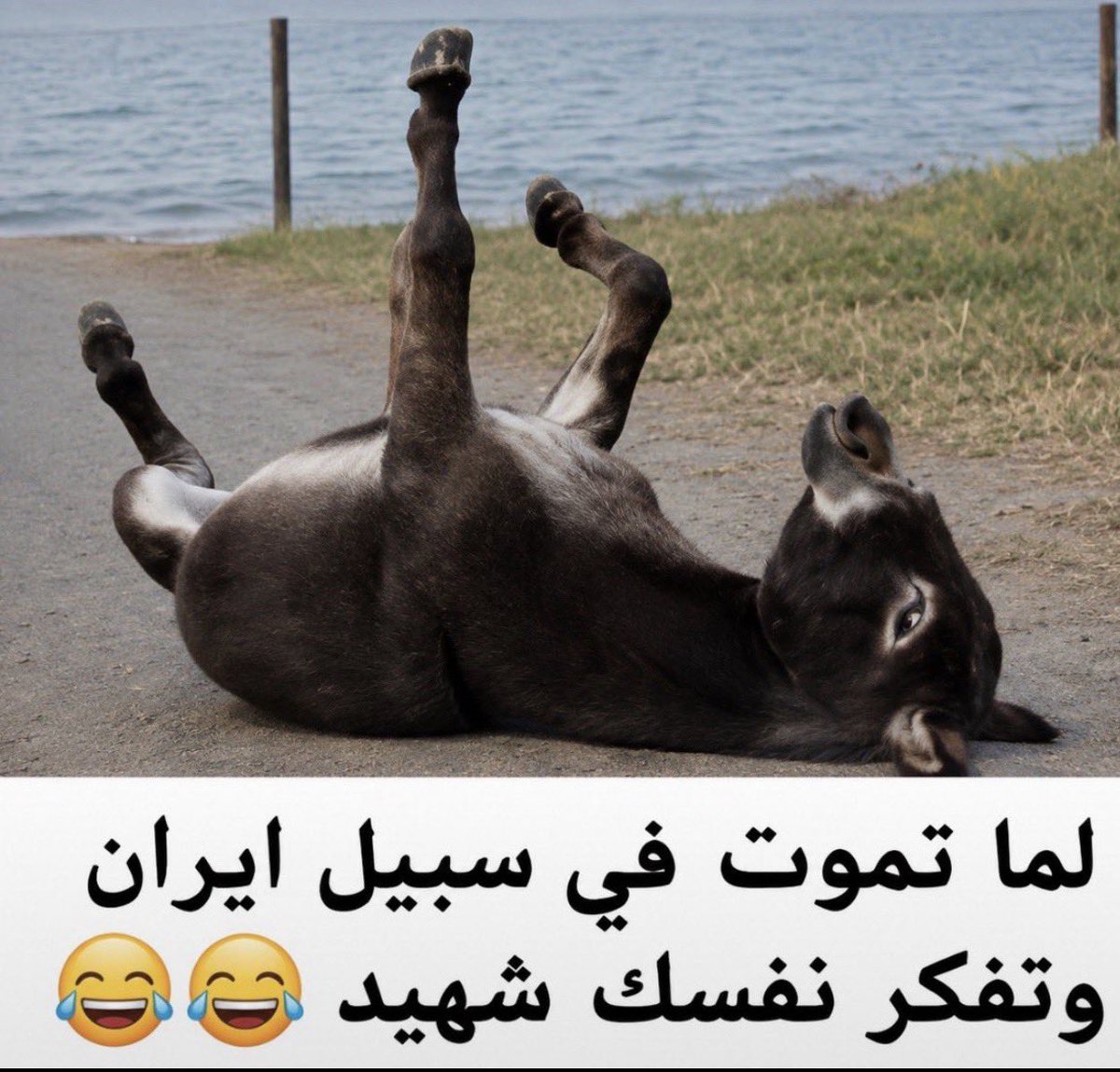 Musaabp7's tweet photo. @bwmz39499643257 @RaymondFHakim1 https://t.co/lg7zroq9QU