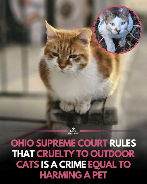 tiger26931's tweet photo. In a major animal welfare decision, the Ohio Supreme Court ruled that cruelty toward outdoor and community cats can legally be treated the same as cruelty toward owned pets. 
No matter where a cat lives, cruelty is still cruelty. https://t.co/BcL0XdQphC