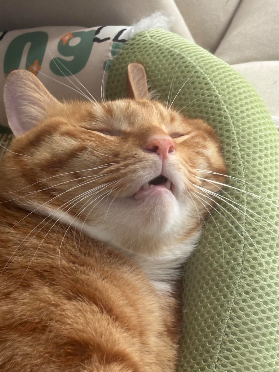 Catsloverga1c's tweet photo. https://t.co/3xtY3kCdVP