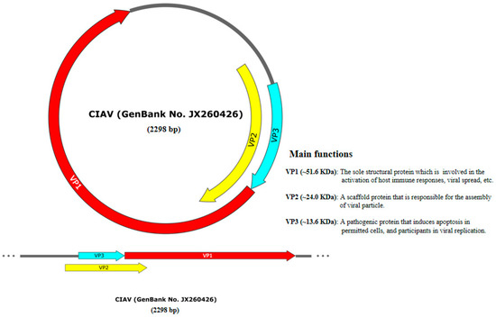 Vetsci_MDPI's tweet photo. 🐓Chicken Anemia Virus (CAV) – a major threat to global poultry production.
This review covers:
🧬 Genomic structure &amp; transmission
🩺 Clinical signs &amp; immunosuppression
🔬 Diagnostic methods
🌍 Global prevalence
🛡️ Current antiviral strategies
🔗https://t.co/9tLT3hAIBC
#VetSci https://t.co/E2iVpyAFyk