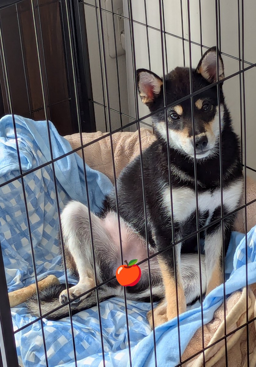 Shibainu_Anne's tweet photo. 今日も見事なおっぴろげスタイルꉂ🤭
  #犬 #柴犬 #黒柴  #犬のいる暮らし  #犬との生活  #癖強め  #shibainu  #kuroshiba https://t.co/dOp2G6yJCX